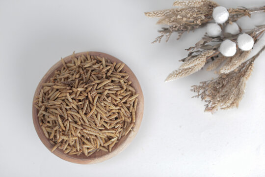 Maggot Black Soldier Fly (BSF) for farm, feed and fisher