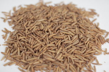 Maggot Black Soldier Fly (BSF) for farm, feed and fisher