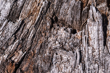 old drift wood texture