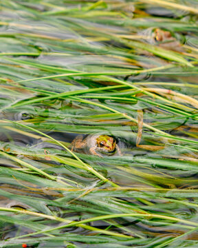 Little green frog in the leaves of the lake, adult in leafage camouflaged