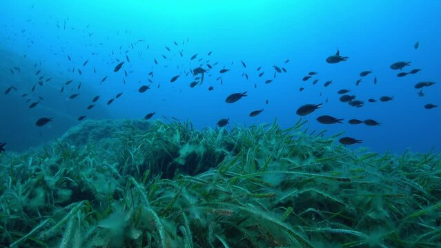Scuba diving over a Posidonia seaweew field - Majorca underwater