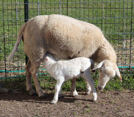 Obraz na płótnie Canvas Sheep ewe letting its lamb nurse