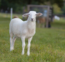 Older white lamb on a green field