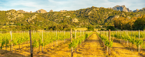 View of vineyard and mountainous background near Arzachena, Sardinia