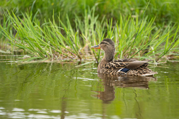 Wild nature. Duck with a brood of ducklings on the pond