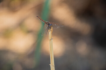 Macro photo of a dragonfly in nature
