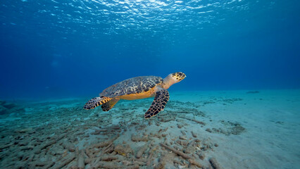 A Loggerhead Sea Turtle gracefully swims through the vibrant coral reef surrounding the enchanting island of Curacao in the Dutch Antilles.