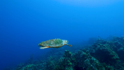 Naklejka na ściany i meble A Loggerhead Sea Turtle gracefully swims through the vibrant coral reef surrounding the enchanting island of Curacao in the Dutch Antilles.