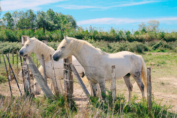 Obraz na płótnie Canvas The Camargue horses grazing in the Camargue area in southern France, it is considered one of the oldest breeds of horses in the world.