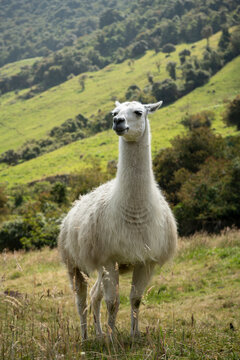 Llama, Termas de Papallacta, Napo, Ecuador
