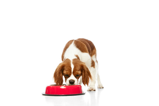 Beautiful, Purebred Dog Of Cavalier King Charles Spaniel Eating Food From Red Bowl Against White Studio Background. Concept Of Animal, Pets, Care, Pet Friend, Vet, Action, Fun, Emotions, Ad