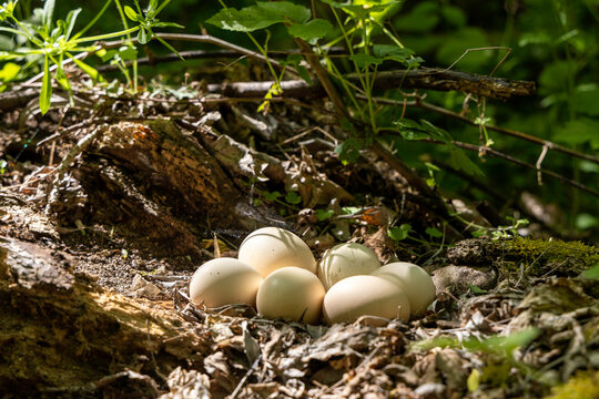 eggs in the forest