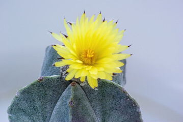 Flower of Star Cactus (Astrophytum Myriostigma). White background, macro shot of plant and flower. Yellow flower.