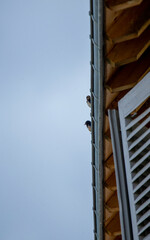 Deux hirondelles © Le_Dom