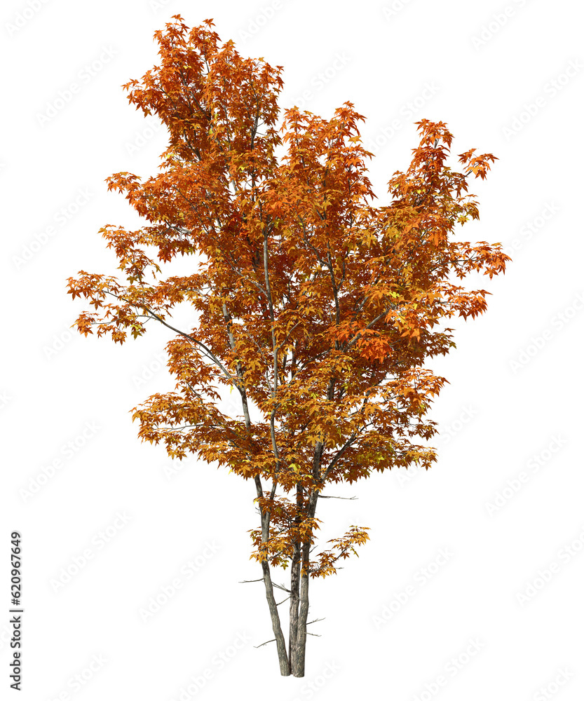 Poster isolate autumn oranges tree leaves shapes on transparent backgrounds 3d rendering png