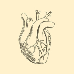 The anatomical heart hand drawn vector illustration.