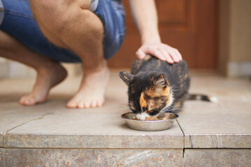 Man stroking tabby cat while she eating from bowl. Pet owner giving feeding for cat in front of door of house. . - 620967849