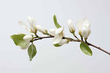 Fototapeta na wymiar Minimal Floral Bud like Zen Style.