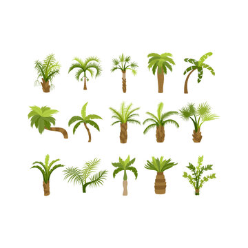 Palm trees are isolated on white background. Beautiful palm tree illustration. Coconut tree illustrations