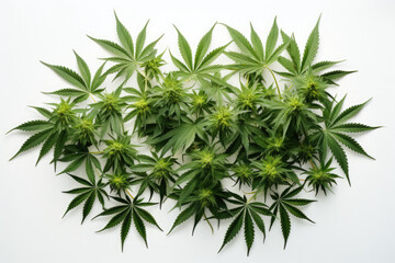 Obraz premium Photograph of Cannabis.