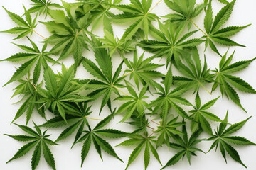 Photograph of Cannabis.