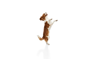 Playful, cute dog of Cavalier King Charles Spaniel standing on hind legs, playing against white studio background. Concept of animal, pets, care, pet friend, vet, action, fun, emotions, ad