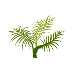 Palm trees are isolated on white background. Beautiful palm tree illustration. Coconut tree illustrations