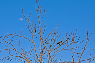 Crow and moon