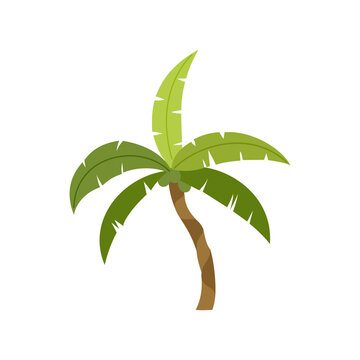 Palm trees are isolated on white background. Beautiful palm tree illustration. Coconut tree illustrations