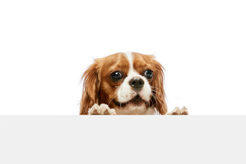 Cute, funny, beautiful purebred dog of Cavalier King Charles Spaniel peeking out table against white studio background. Concept of animal, pets, care, pet friend, vet, action, fun, emotions, ad