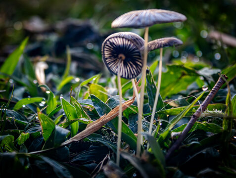 mushroom in the forest