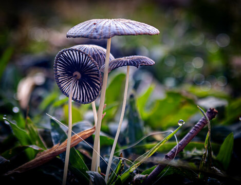 mushroom in the grass