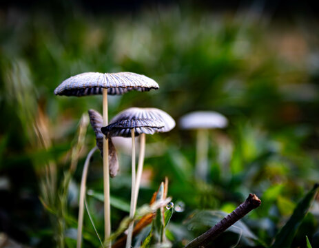Mystical mushrooms in grass
