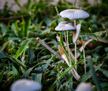 mushroom in the grass