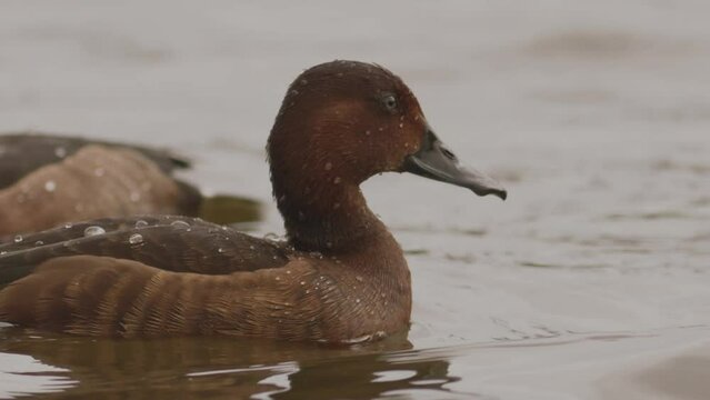 The Ferruginous Duck Aythya Nyroca Swimming In Shallow Lake Slow Motion Image