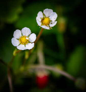 Strawberry Flowers