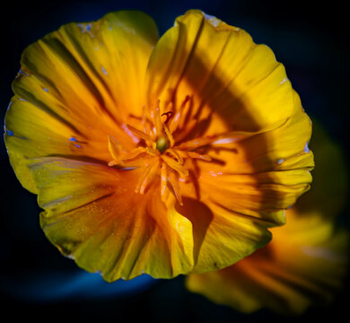 california poppy