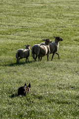 Sheepdog sheep herding competition dog