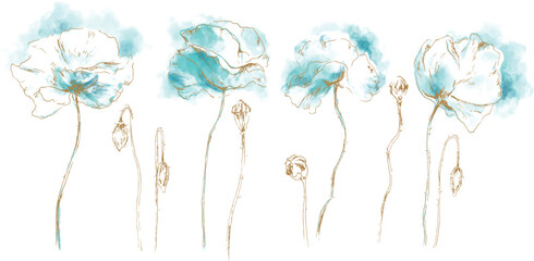 Poppies - Set of wildflowers. Combination of turquoise watercolor and gold line art drawings. Hand drawn illustration. Blooming flowers and buds. Summer meadow theme. Vector separated objects.