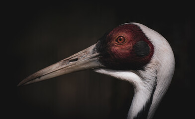 grey crowned crane