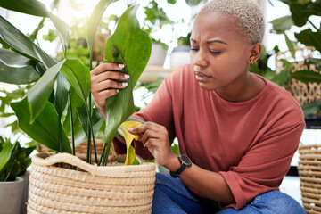 Plant, worry and disease with black woman in small business for agriculture, quality assurance and...