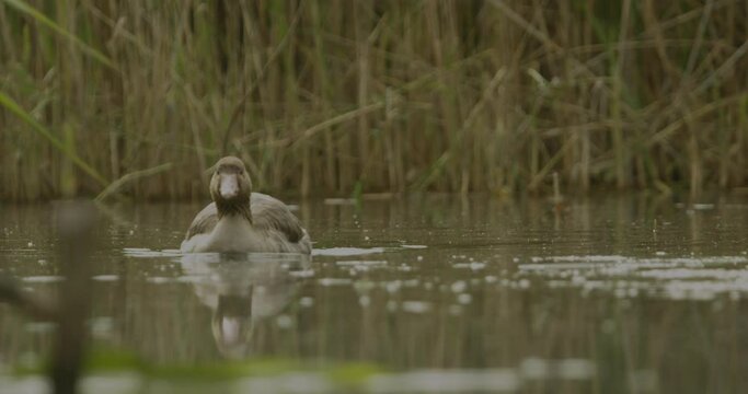 Adult Leucistic Female Mallard Duck Anas Platyrhynchos Slow Motion Image