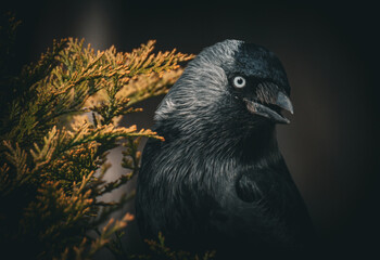 raven on a branch