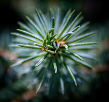 Pine Needles