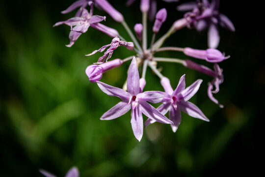close up of a purple flower