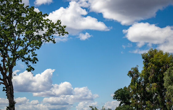 trees and sky