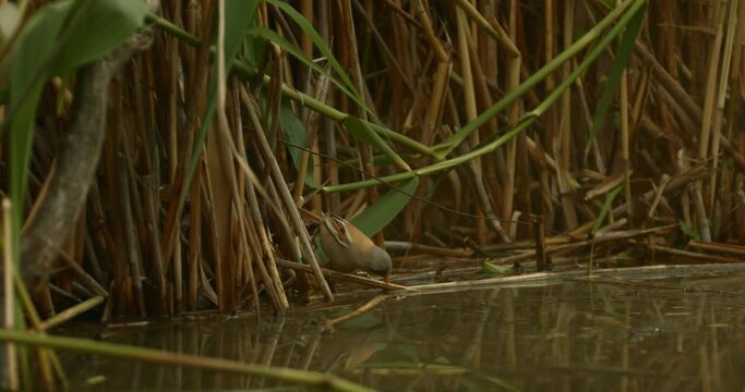 Bearded Tit In Natural Habitat Panurus Biarmicus