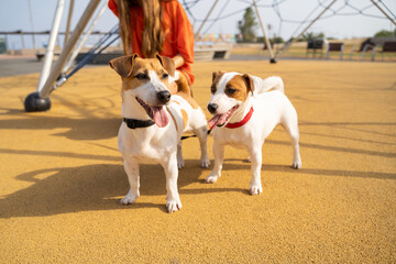 Two dogs walking at summer time enjoying warm sunny weather. Orange playground surface. Adorable pet friends playing