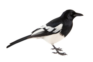 A magpie with black and white feathers, isolated, white background, generative ai - obrazy, fototapety, plakaty