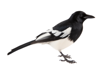 A magpie with black and white feathers, isolated, white background, generative ai